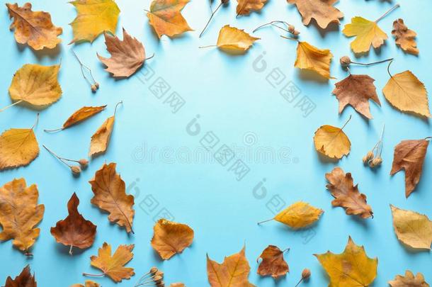 平的放置作品和秋树叶向蓝色背景.土壤-植物-大气连续体