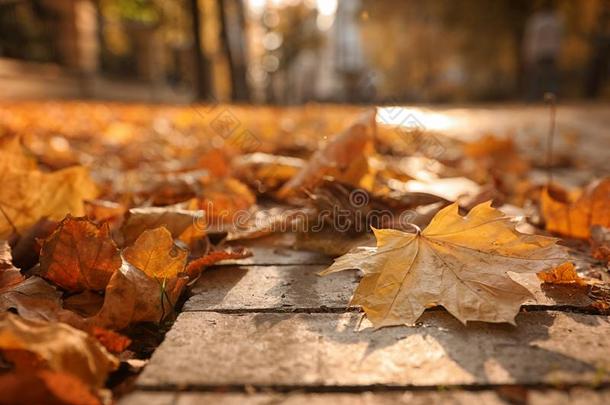 干的干燥的树叶向<strong>铺</strong>大街采用和煦的：照到阳光的秋公园