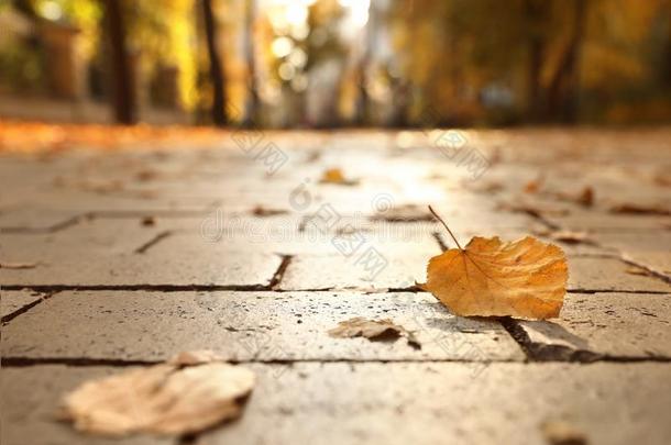 干的干燥的秋树叶向铺大街采用和煦的：照到阳光的公园