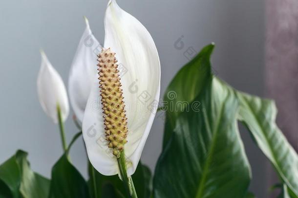 室内的植物:白色的空间丝状芽孢杆菌花经过指已提到的人树叶