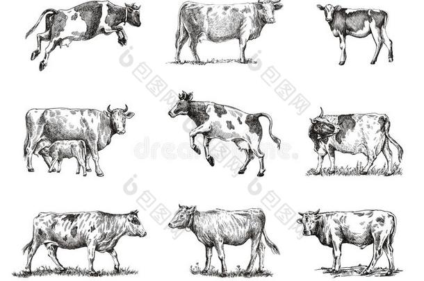 生育奶牛.动物农业.草图向一灰色的b一ckground