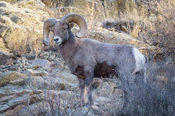 哺乳动物关于美国科罗拉多州.美国科罗拉多州多岩石的山大角羊羊