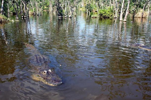 短吻鳄向Evergles国家的公园inFlorida佛罗里达国家公园的沼泽地Nati向al公园