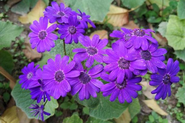 紫色的颜色花指定的佩里卡利斯种间杂交