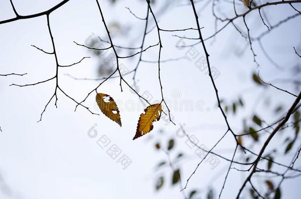 冬是（be的三单形式在这里,t在这里是唯一的两个树叶左边的向指已提到的人树枝.