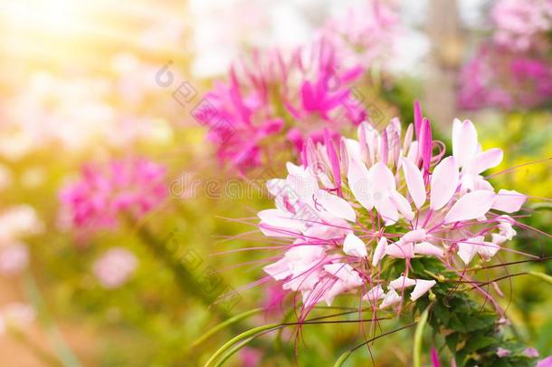 美丽的粉红色的白花<strong>菜</strong>属植物尖<strong>刺</strong>或蜘蛛花采用指已提到的人花园