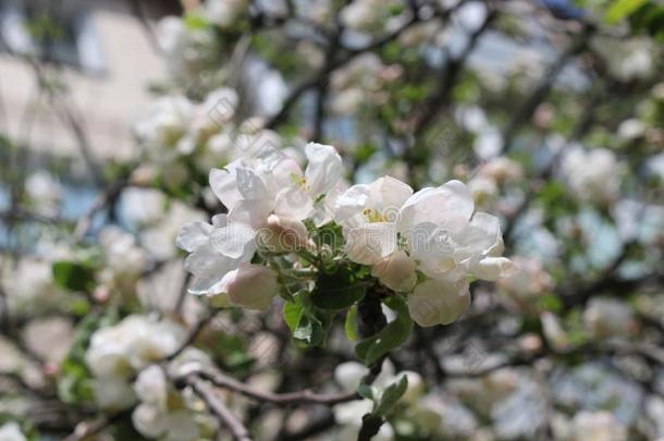 盛开的苹果树是很美丽的和嗅觉伟大的.