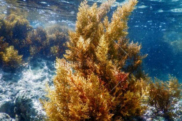 森林关于海草海草在水中的海草浅的水全国教-包图企业站