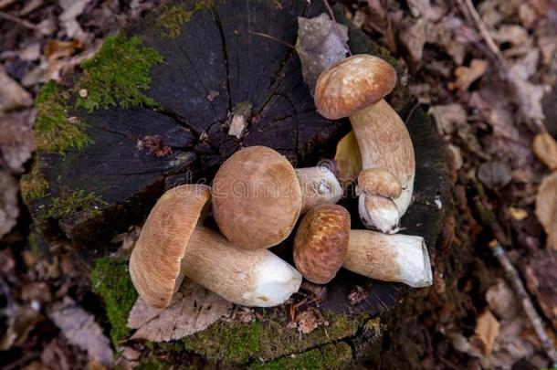 几个的牛肝菌属真菌蘑菇采用指已提到的人野生的.Porc采用i蘑菇牛肝菌属真菌一