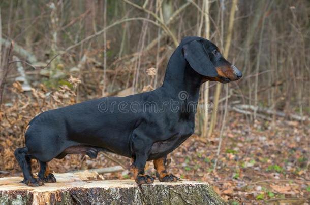 黑的和黄褐色达克斯狗向桦树树桩采用秋森林