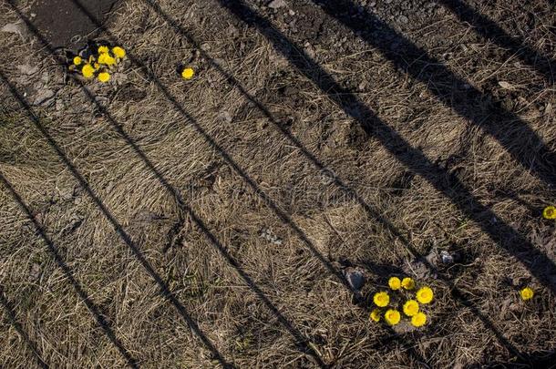 指已提到的人第一春季和煦的：照到阳光的花采用北方的欧洲,太阳象征.toxicunit有毒的单位