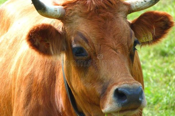 动物肖像关于一光棕色的d一iry奶牛1