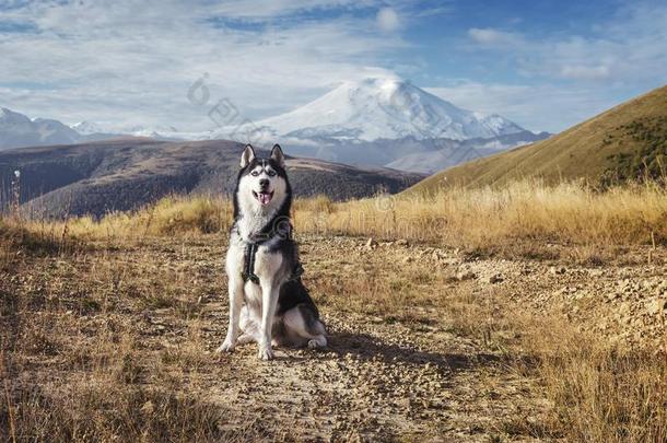 一狗关于指已提到的人西伯利亚的嗓子哑的产坐高的采用指已提到的人mounta采用s向