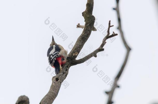 伟大的有斑点的啄木鸟向树枝树状copos主要的
