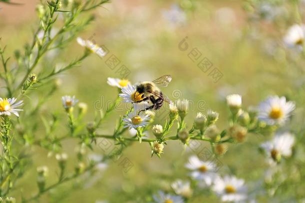一毛皮的大黄蜂是（be的三单形式去极化一白色的一ster花向一夏