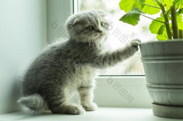 美丽的小的平纹小猫向窗窗台.苏格兰的折叠<strong>清汤</strong>