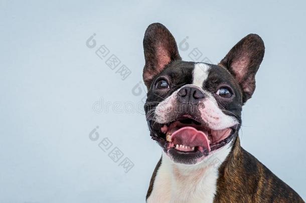 肖像波士顿小猎狗纯的产软的灰色的背景特写镜头
