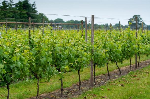 行向白色的葡萄酒葡萄植物向荷兰人的葡萄园采用北方布拉巴