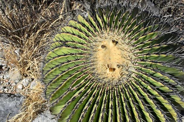 比兹纳加,圆形的仙人掌从墨西哥沙漠