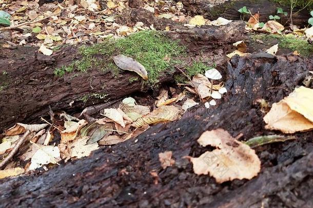 枯枝真菌秋森林林地落叶层