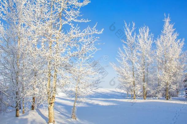 雪大量的树采用冬