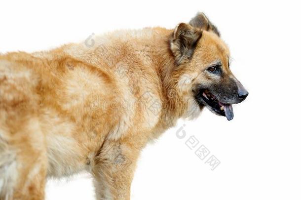 狗采用原产地中国的狗原产地中国的狗采用台行动向使隔离白色的背景