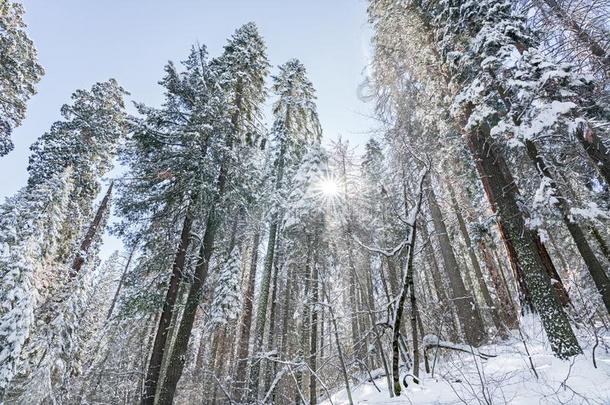 下雪的森林