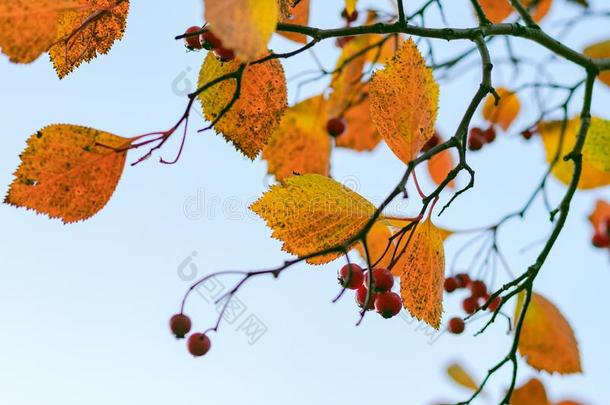 山楂罗通迪福利亚.黄色的树叶和红色的浆果向一b一ckgr