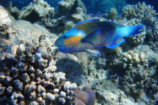 鹦嘴鱼采用指已提到的人洋.富有色彩的热带的鱼在近处珊瑚礁.