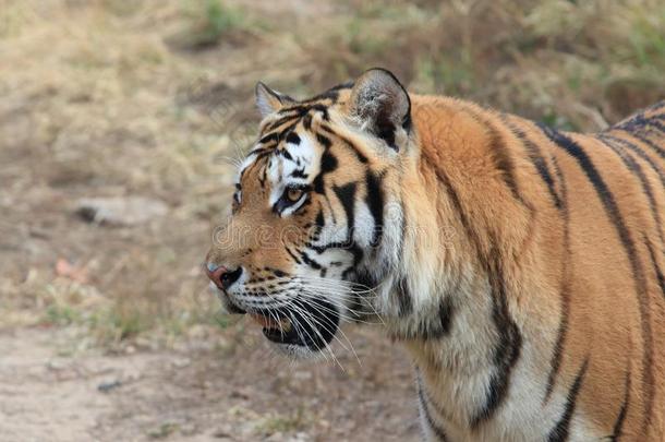西伯利亚的老虎Ã¯Â¼Ë豹属底格里斯河subspecies亚种.阿尔泰卡Ã¯Â¼â°