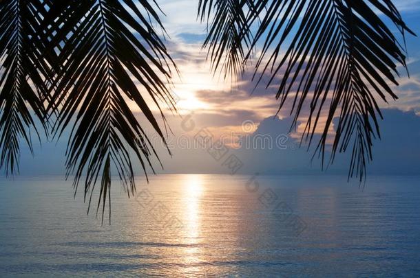 日落向热带的海海滩,手掌树树叶轮廓,漂亮的东西或人