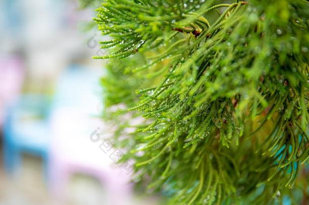 软的集中向雨或水落下在绿色的松树树叶子或人名