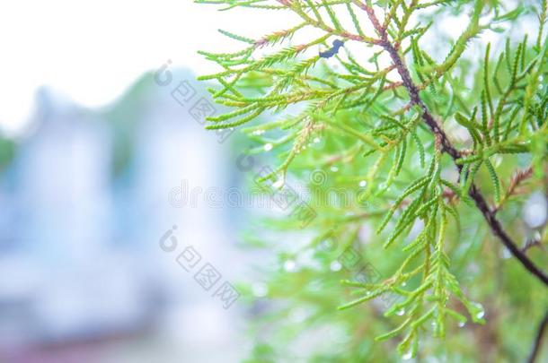 软的集中向雨或水落下在绿色的松树树叶子或人名