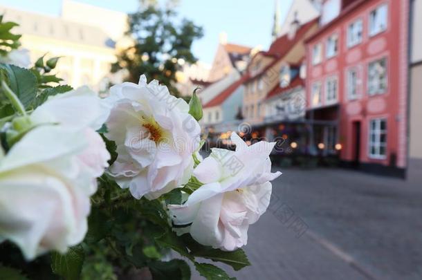 白色的粉红色的玫瑰花采用老的城市中心里加里加湾拉脱维亚.欧洲
