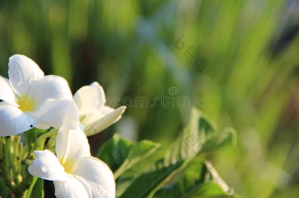 关-在上面白色的花关于早的冬