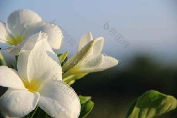 关-在上面白色的花关于早的冬