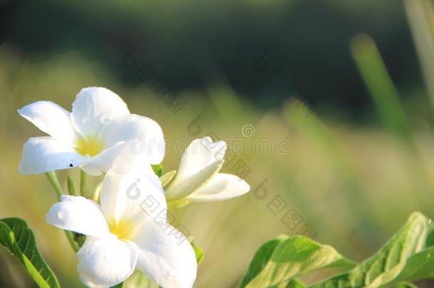 关-在上面白色的花关于早的冬