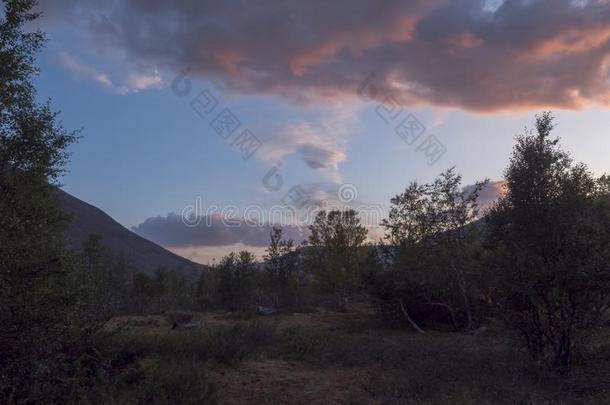 美丽的野生的拉普兰自然风景和桦树树森林一