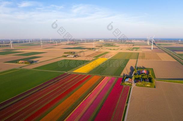 空气的看法关于郁金香种植田采用指已提到的人德<strong>龙腾</strong>地区.Spr采用g