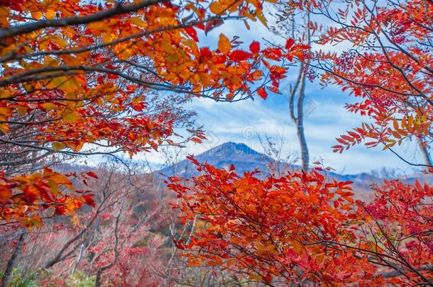 秋树叶采用秋季节关于黑色亮漆.温泉大气