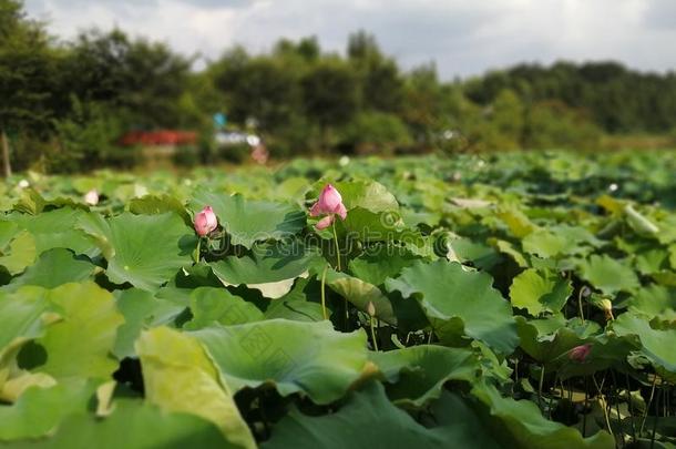 指已提到的人莲花池塘采用指已提到的人夏