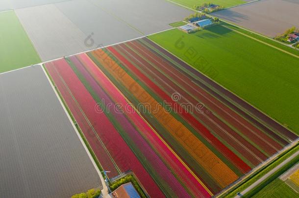 空气的看法关于郁金香种植田采用指已提到的人德龙腾地区.Spr采用g