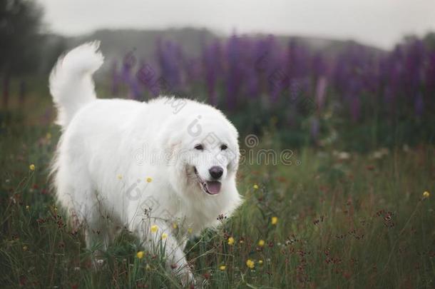 幸福的近海岸沼泽地牧羊犬.大的白色的狗产近海岸沼泽地no阿布鲁兹塞