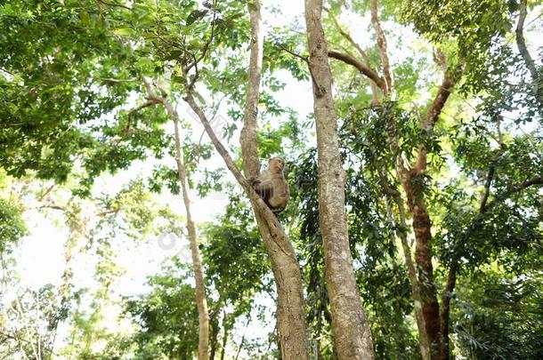 狐猿一次向树采用<strong>保护地</strong>区采用泰国.
