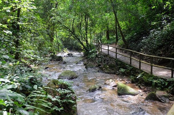 河圆通过指已提到的人雨林