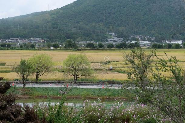 小麦地在下面指已提到的人山采用秋