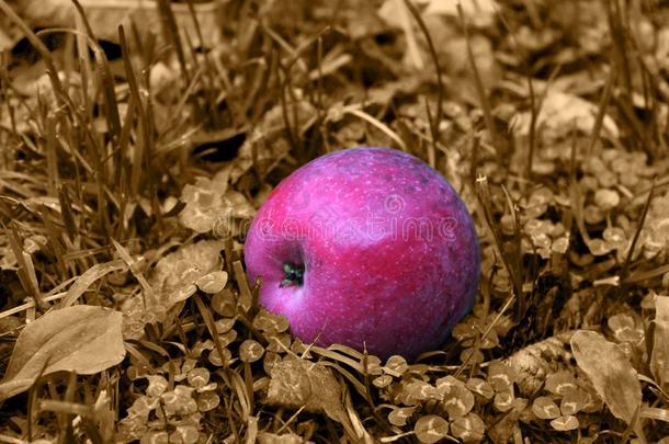 成熟的col.紫红色苹果采用指已提到的人灰色草