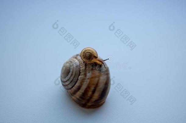 蜗牛向白色的背景.蜗牛系列:蜗牛家庭-母亲