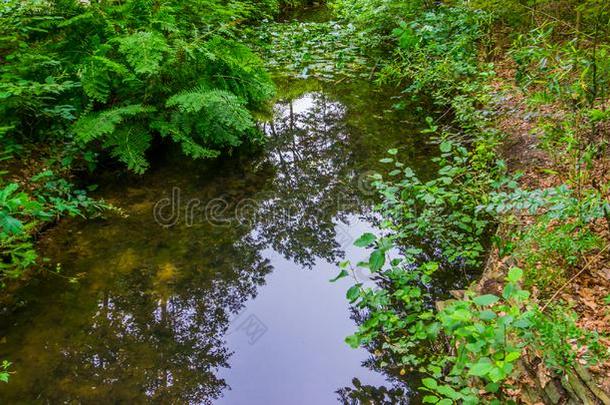 热带的河风景,异国的自然风景,和平的容忍,