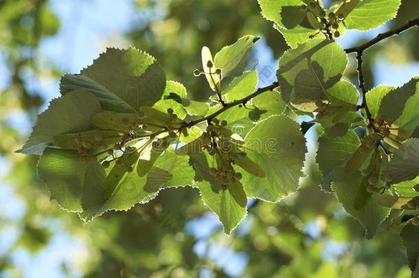 延伸的树枝和夏树叶关于菩提树椴树属树